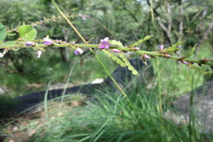 Desmodium velutinum